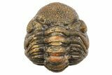 Wide Enrolled Morocops Trilobite - Morocco #296596-2